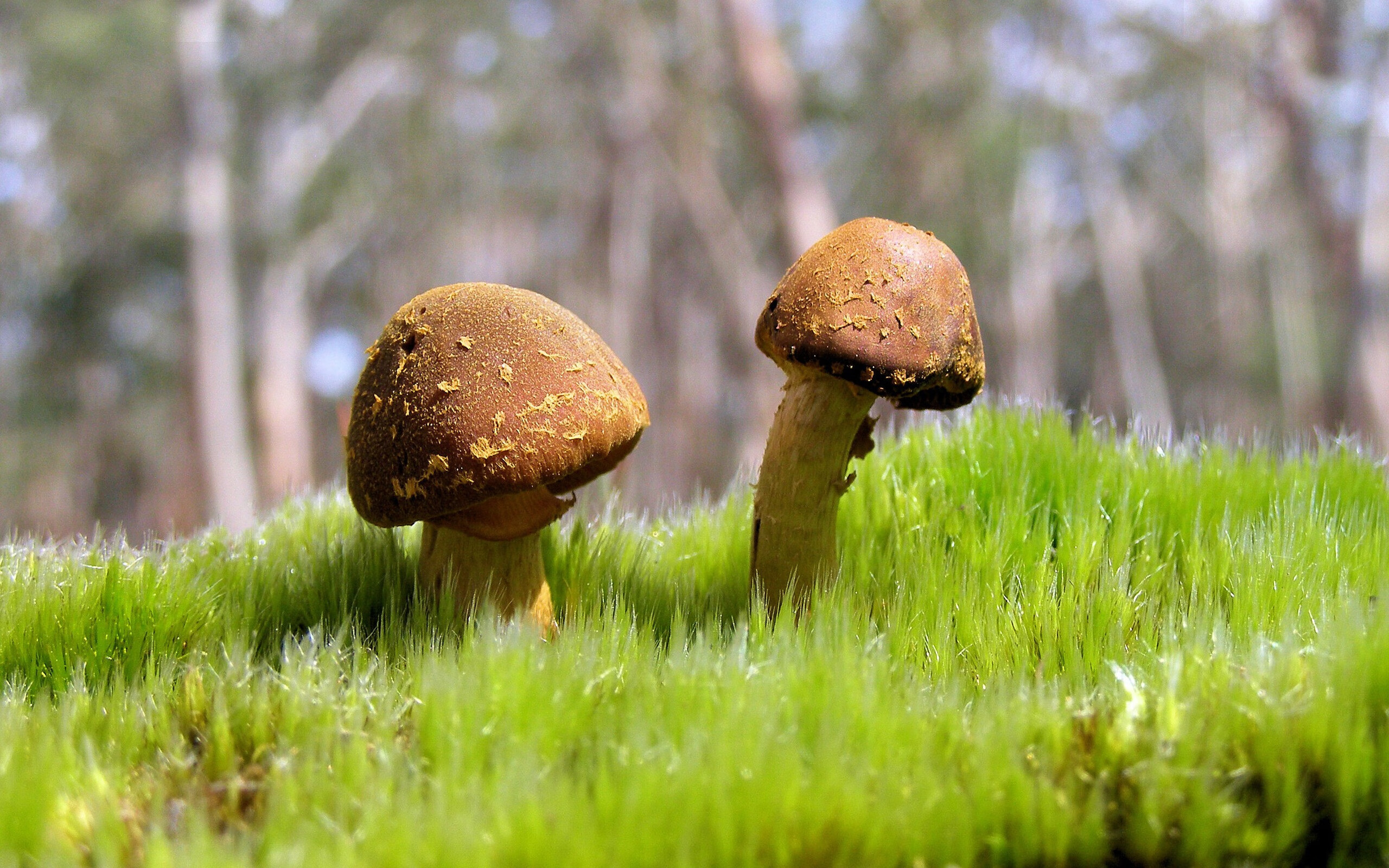 世界排名争夺战焦点战，骑士惊天逆转森林狼，排名格局再掀波澜