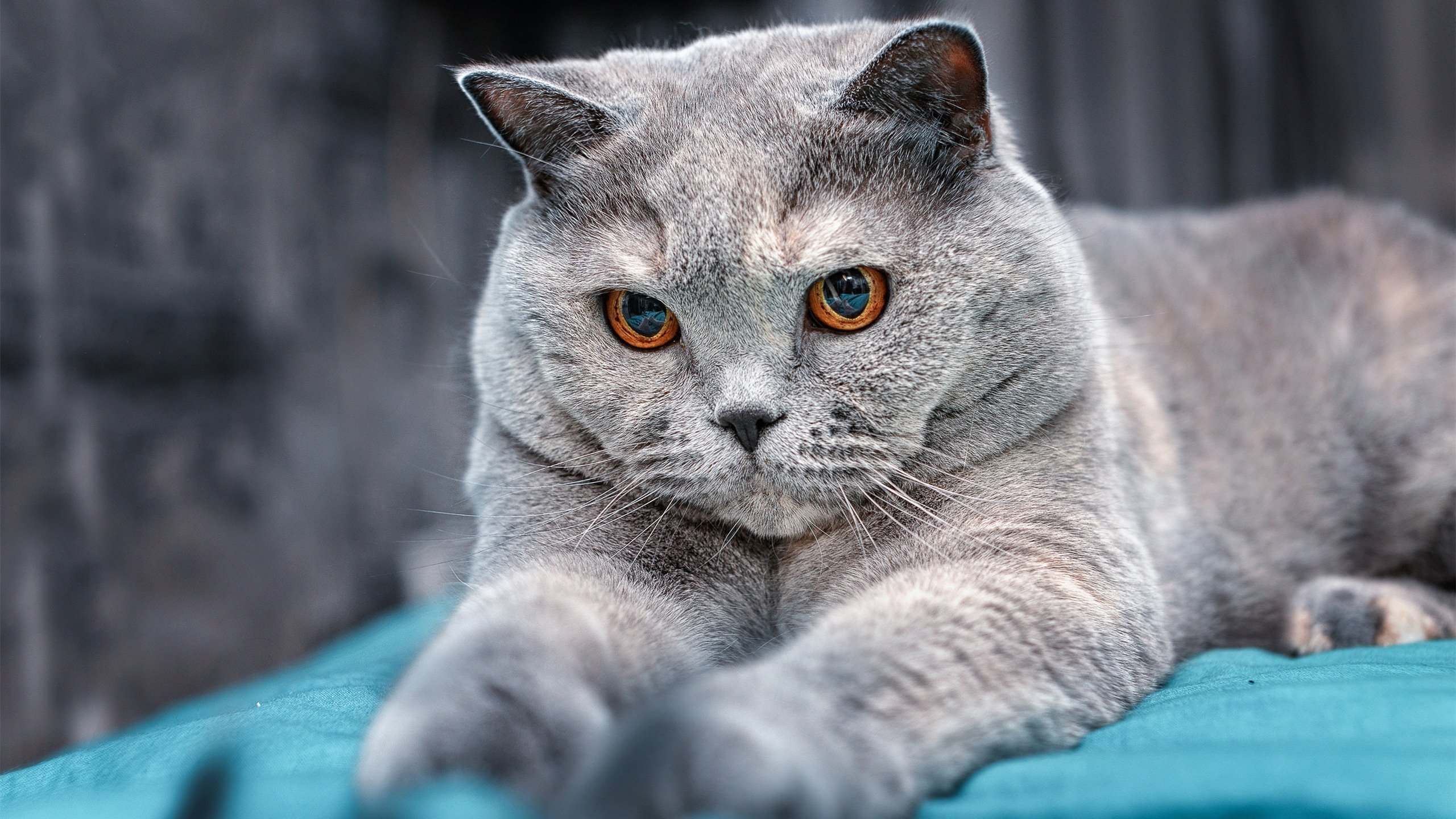 sports jnh-双城记，从萨内的爆发，看勒沃库森如何以精密足球制霸国际米兰