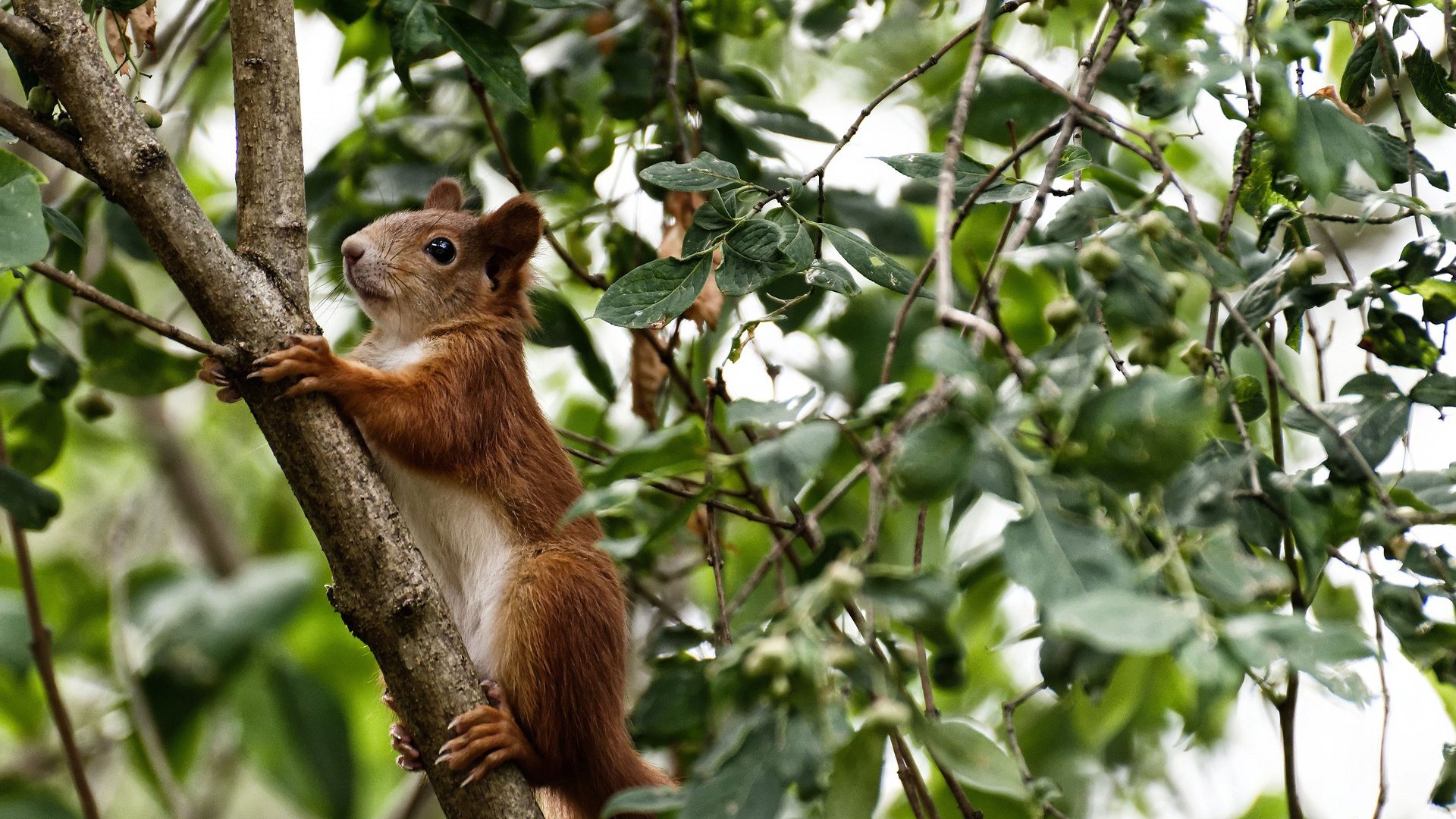 金年会集团-跨洋对决战，恩比德霸气狂砍40+20，用实力回应所有质疑