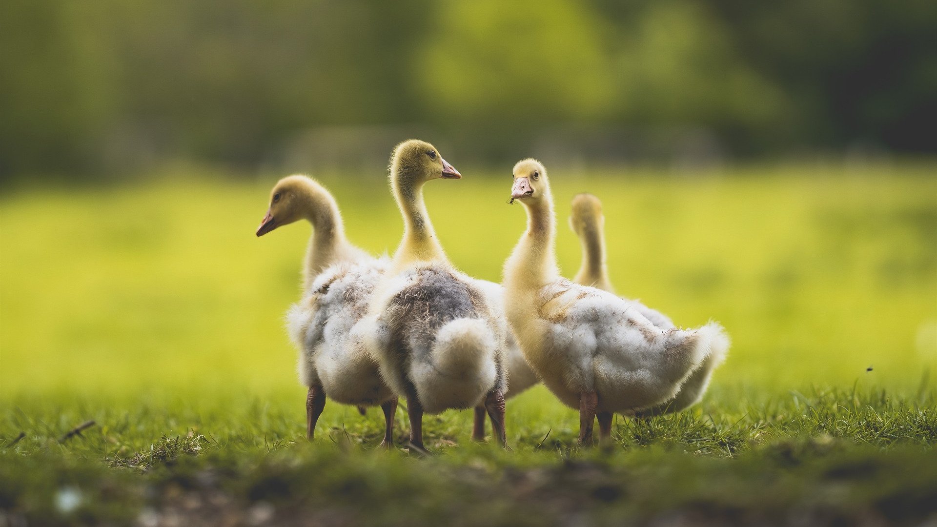 突破与绞杀，莫兰特的天赋独舞与老鹰的团队围猎