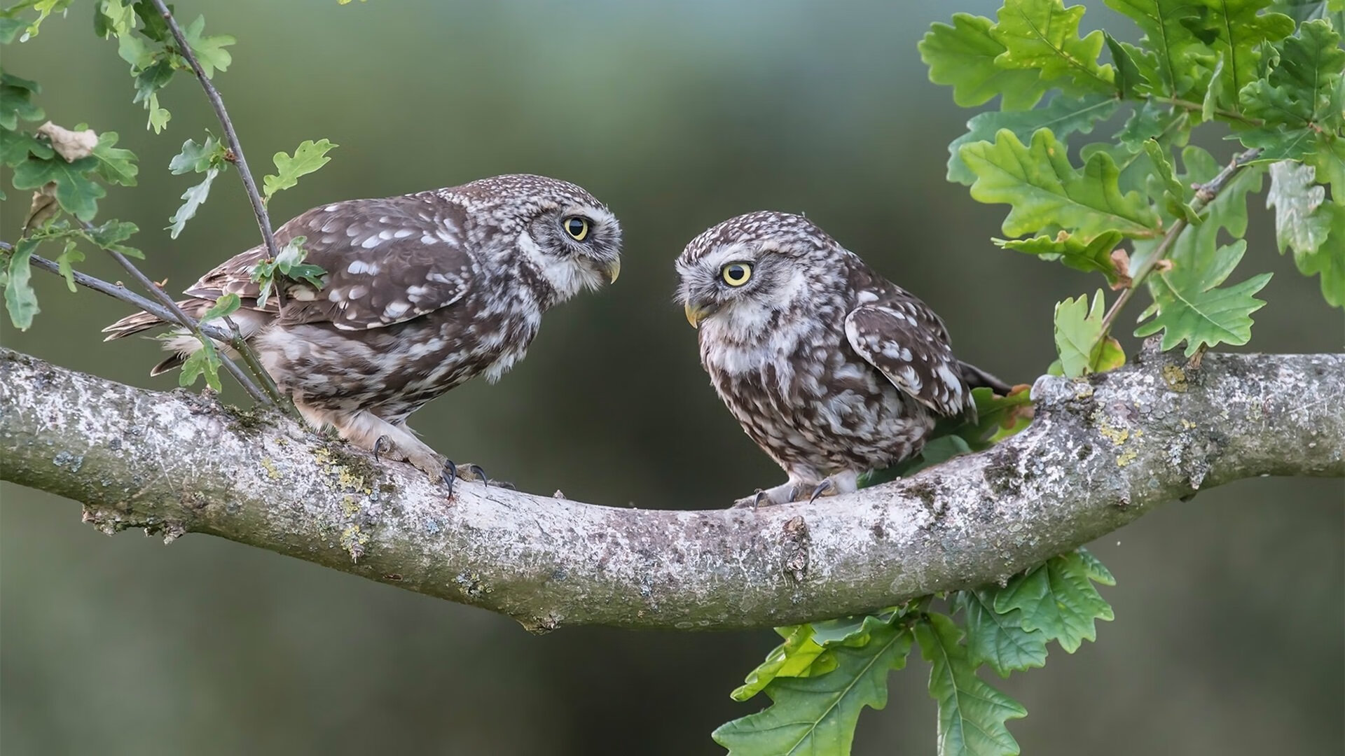 逆境中的王者，德罗赞扛起芝加哥之魂，诠释现代篮球孤胆英雄