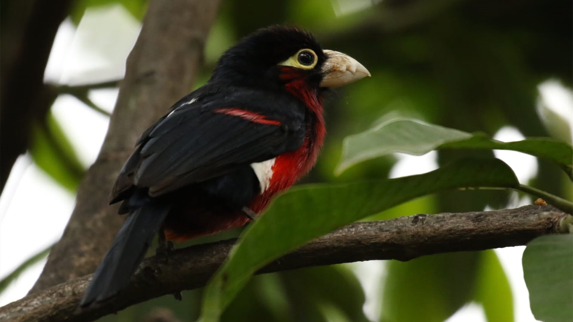 撕裂与重构，字母哥点燃赛场，灰熊终结76人背后的联盟新秩序