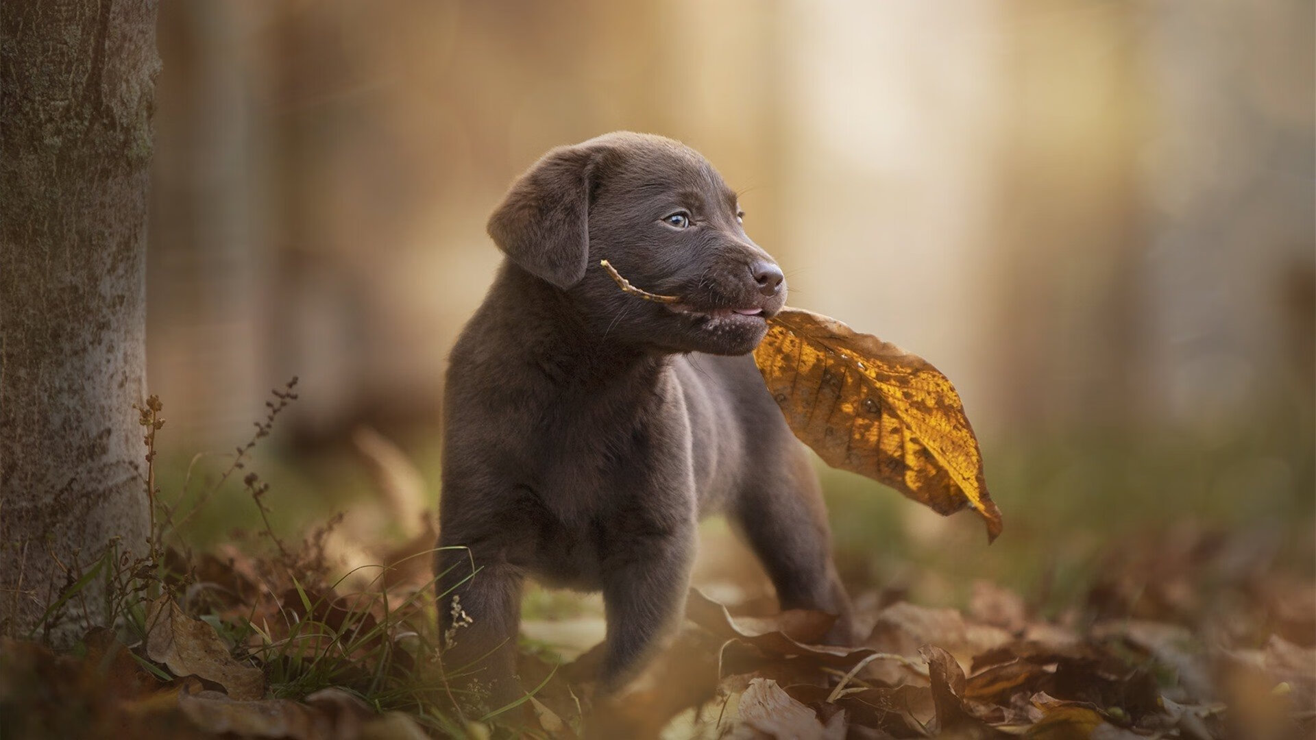 神奇绝杀！托尼接管奥运关键战，希腊险胜哥斯达黎加保留晋级希望