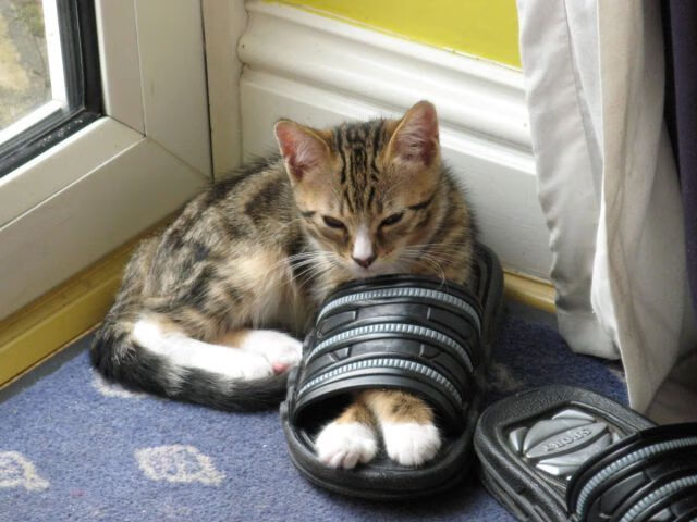 惊天逆转！浙江队爆冷险胜雄鹿，欧文末节决胜铸就经典