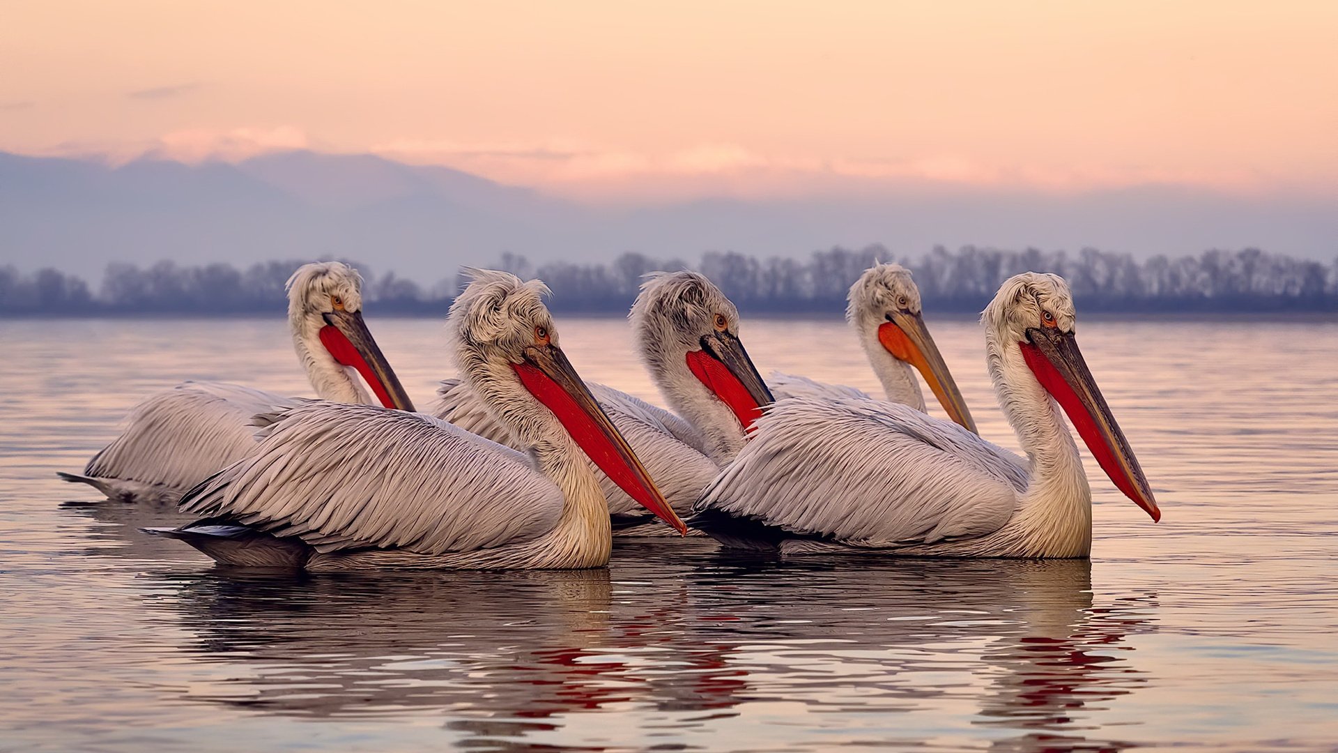 正名之战！霍勒迪斩落爵士，森林狼替补席的利刃出鞘
