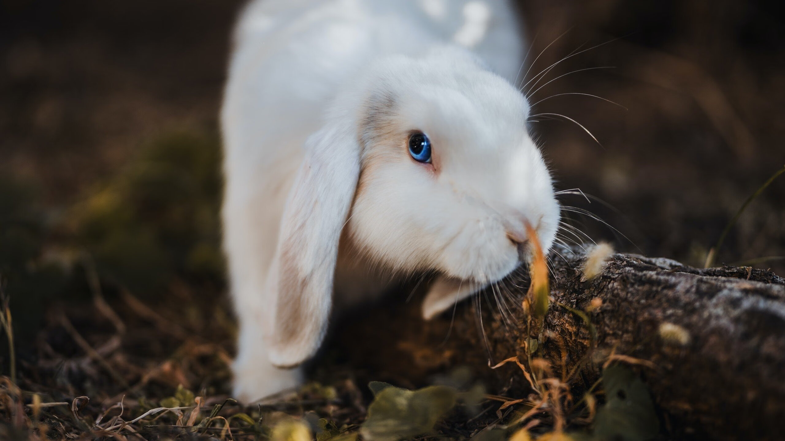 基米希统治全场，克罗地亚压制瑞士，现代足球的双重奏鸣