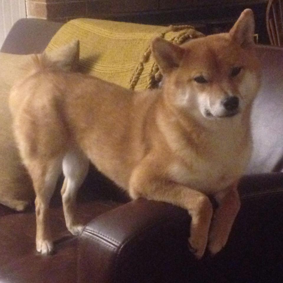 金年会下载-跨界篮球新想象，克莱领衔攻防转换，虚拟对决新疆队挑战公牛