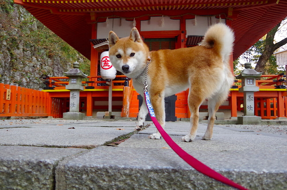 速度与利刃，当F1的金属风暴遇见绿茵场的致命一击