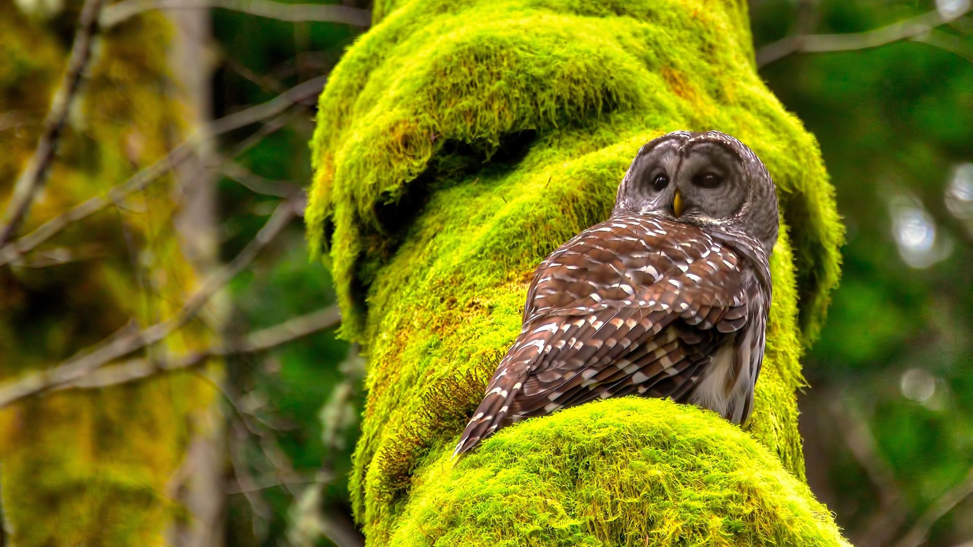 铁闸蜕变利刃，阿劳霍在蓝桥之夜，如何打出封神一战