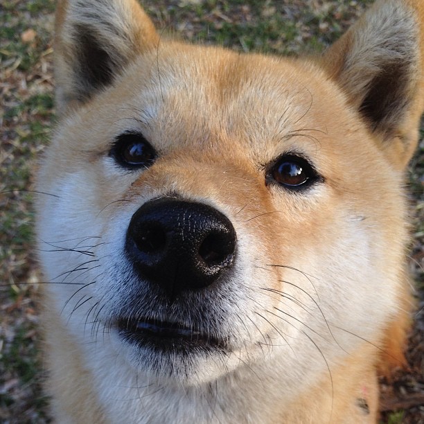 内线铁闸锁胜局!广厦队戈贝尔式防守令吉林队绝望