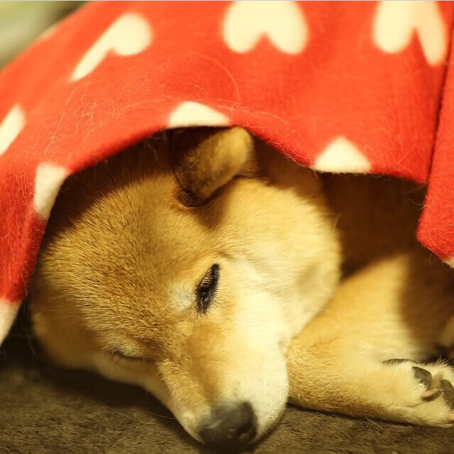 跨界隐喻,当喀麦隆队在篮球叙事中斩落克罗地亚